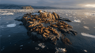 Steller Sea Lions Invade Japan: 3,000 "Sea Gangsters" Overwhelm Hokkaido Island, Causing $65M in Fishery Damage